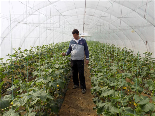 Грејемо пластенике, а Албанци беру профит